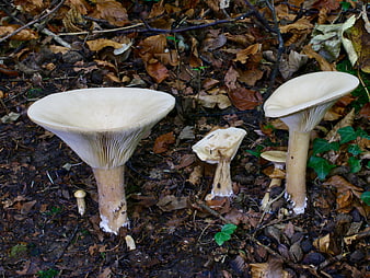 White mushrooms growing in autumn forest leaves