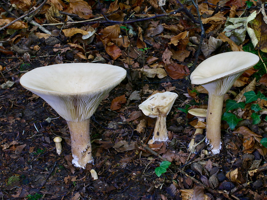 White mushrooms growing in autumn forest leaves