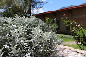 Silver Dusty Miller Plant in Garden with Blurred House Background
