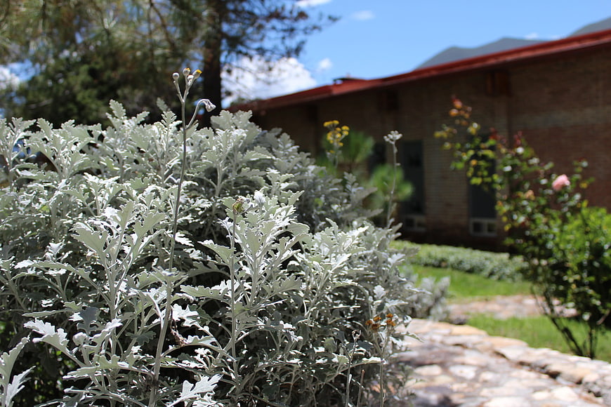 Silver Dusty Miller Plant in Garden with Blurred House Background
