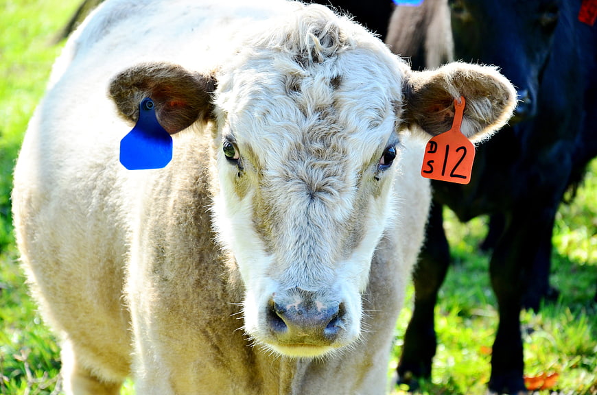 Close-up of a white calf with ear tags in a green pasture