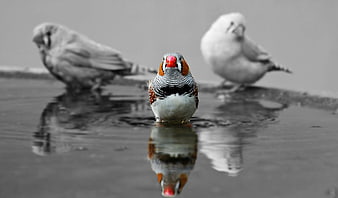 Selective Color Zebra Finch in Water with Reflection