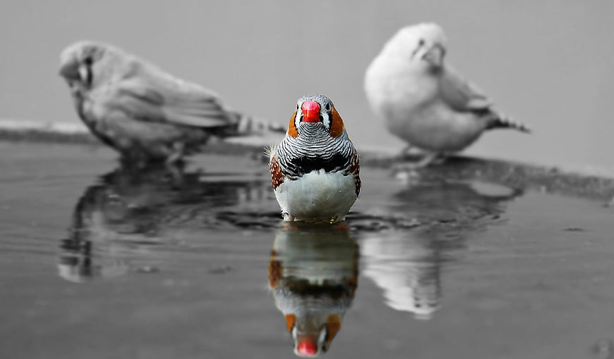 Selective Color Zebra Finch in Water with Reflection