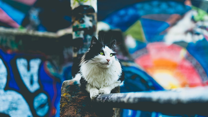 Fluffy black and white cat sitting on graffiti wall