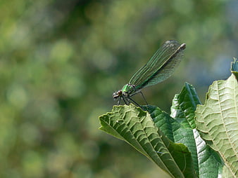 Green damselfly resting on a leaf in nature