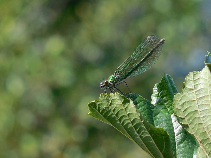 Green damselfly resting on a leaf in nature