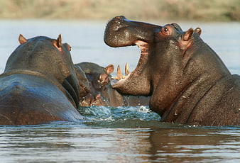 Hippopotamus Yawning in River with Group of Hippos