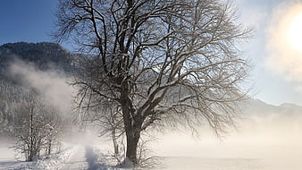 Snowy Winter Tree in Misty Mountain Landscape