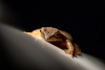 Close-up of a small brown frog on a white surface