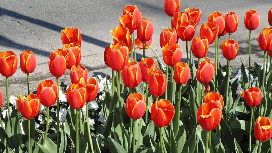 Vibrant Red and Yellow Tulips in a Sunny Garden Bed