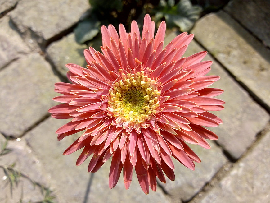 Close-up of a pink gerbera daisy on stone pavers