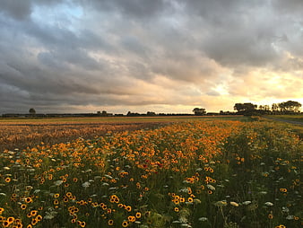 Wildflower field at sunset with dramatic cloudy sky