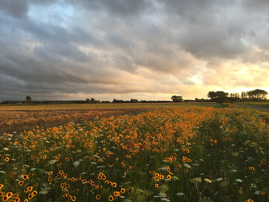 Wildflower field at sunset with dramatic cloudy sky
