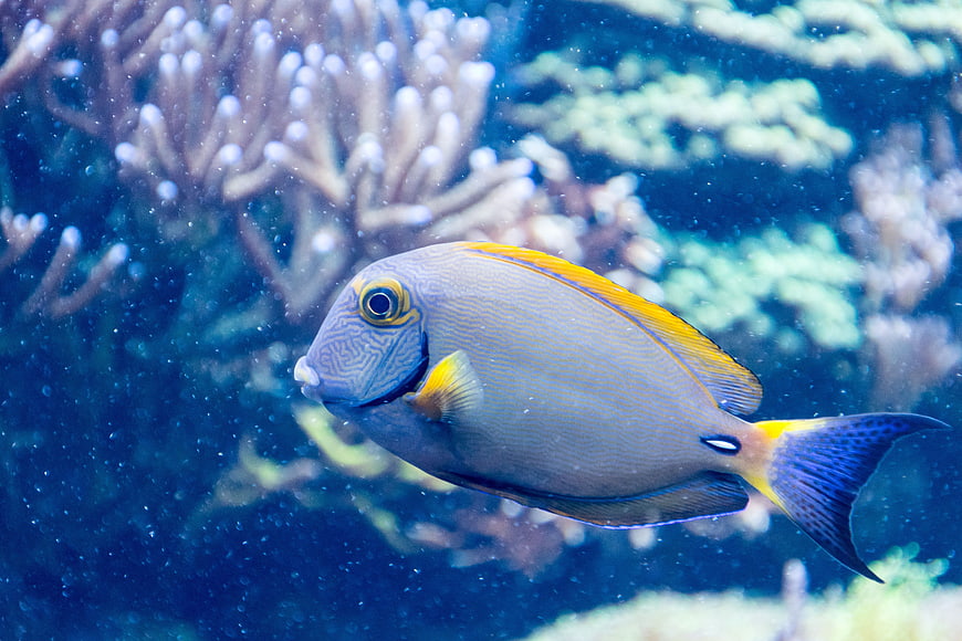 Grey and Yellow Salt Fish Swimming in Coral Reef