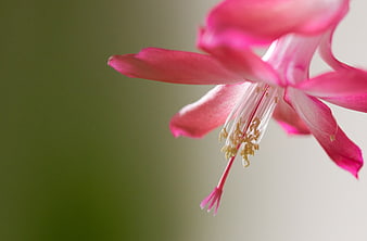 Close-up of Pink Christmas Cactus Flower with Bokeh Background