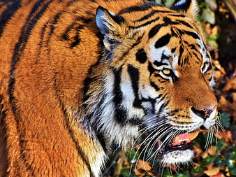 Close-up portrait of a majestic tiger with mouth open