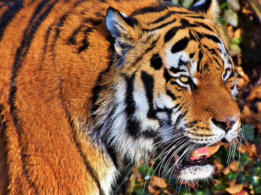Close-up portrait of a majestic tiger with mouth open