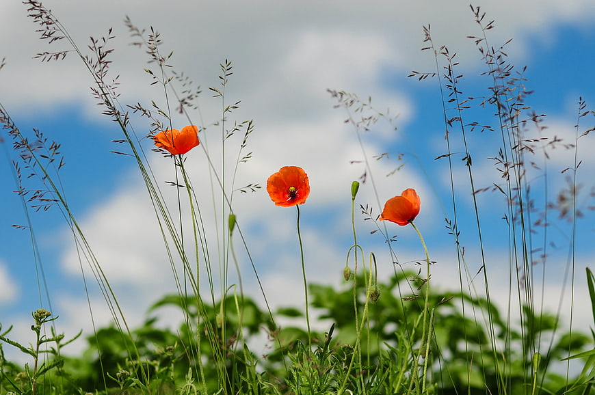 Three orange poppies in a meadow against a blue sky