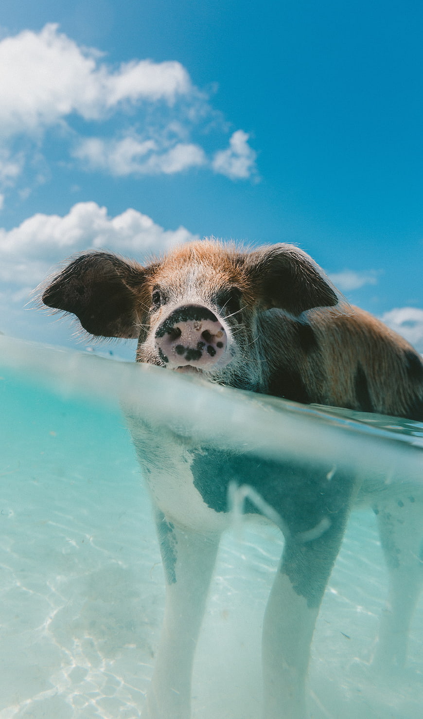 Cute spotted pig swimming in clear blue tropical water