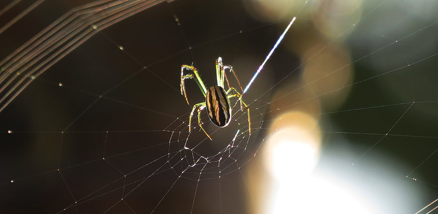 Green and Black Spider on Web with Bokeh Background