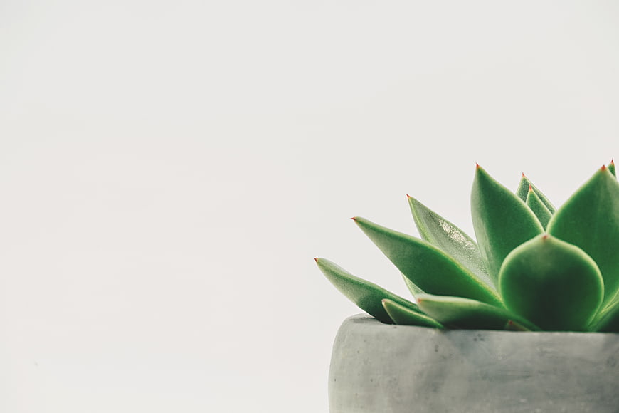 Minimalist Green Succulent in Concrete Pot with Copyspace