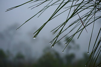 Close-up of pine needles with raindrops against a foggy background