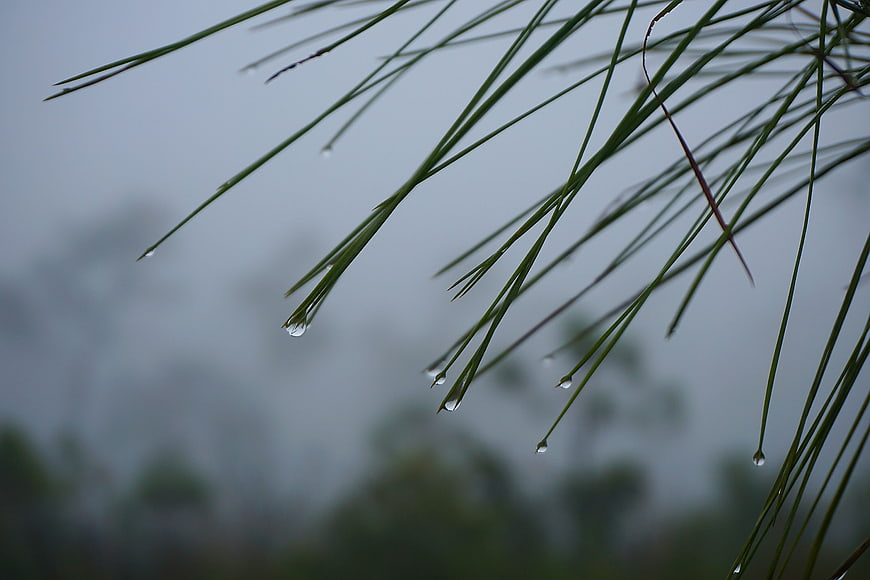 Close-up of pine needles with raindrops against a foggy background