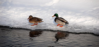 Male and Female Mallard Ducks Walking on Snowy Ice Edge