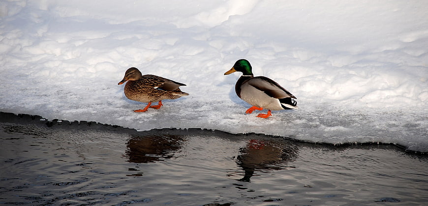 Male and Female Mallard Ducks Walking on Snowy Ice Edge