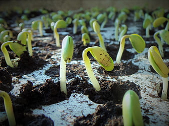 Close-up of young soybean seedlings germinating in a white tray