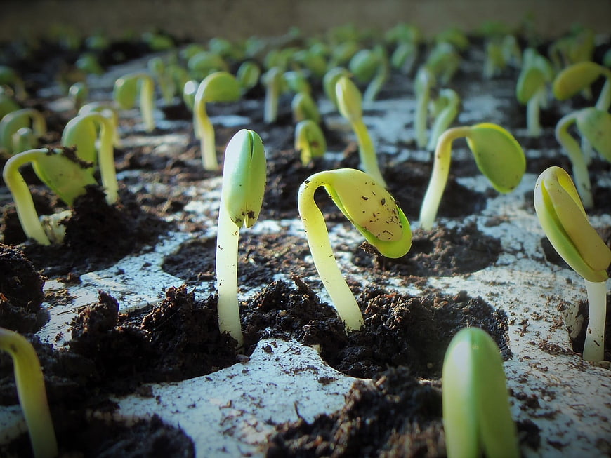 Close-up of young soybean seedlings germinating in a white tray