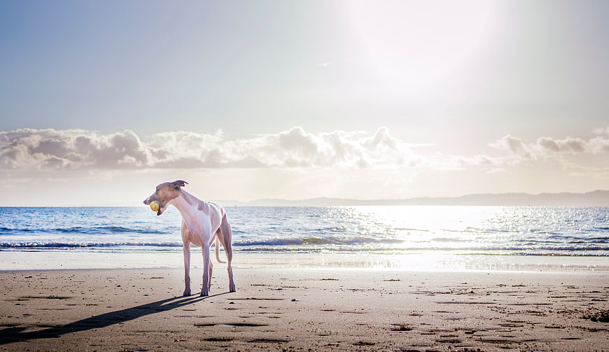 White Greyhound Dog Playing with Tennis Ball on Sandy Beach