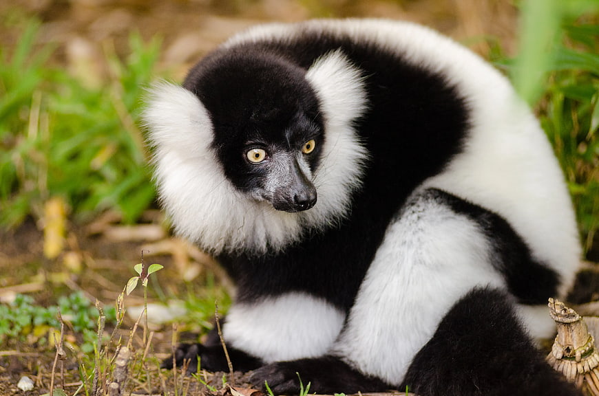 Close-up of Black and White Ruffed Lemur in Natural Habitat