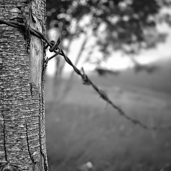 Black and white barbed wire on wooden post