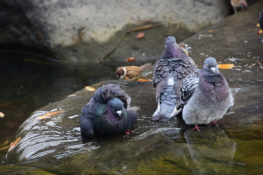 Pigeons bathing and resting on wet rocks near water