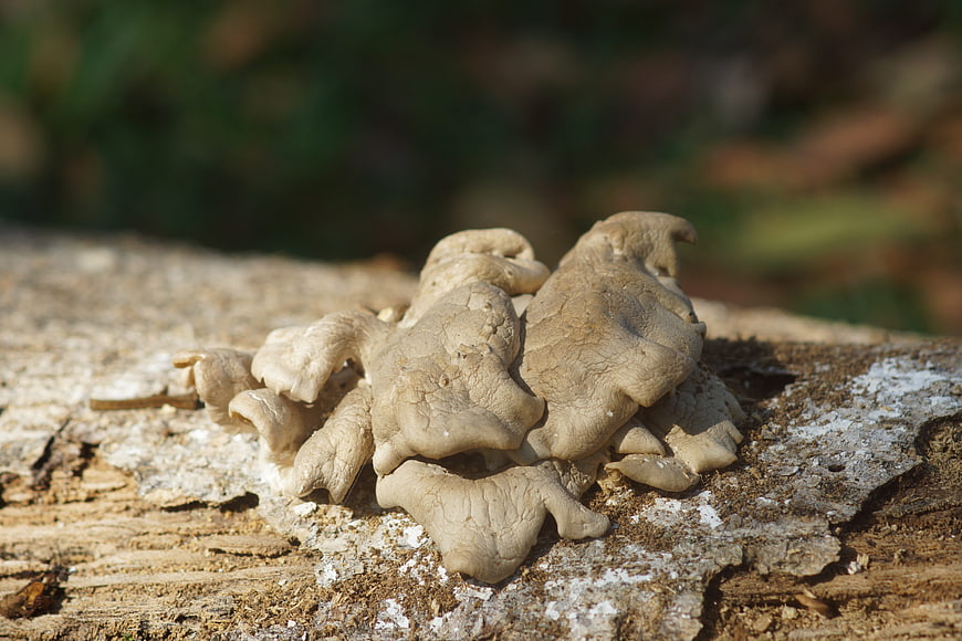 Close-up of Oyster Mushrooms Growing on Decaying Wood