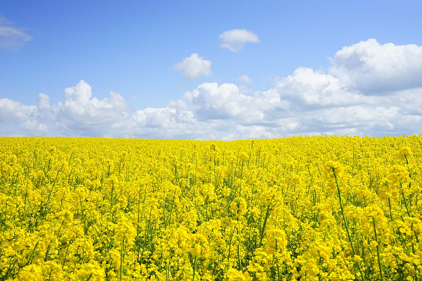 Vibrant Yellow Rapeseed Field Under Blue Sky with Clouds