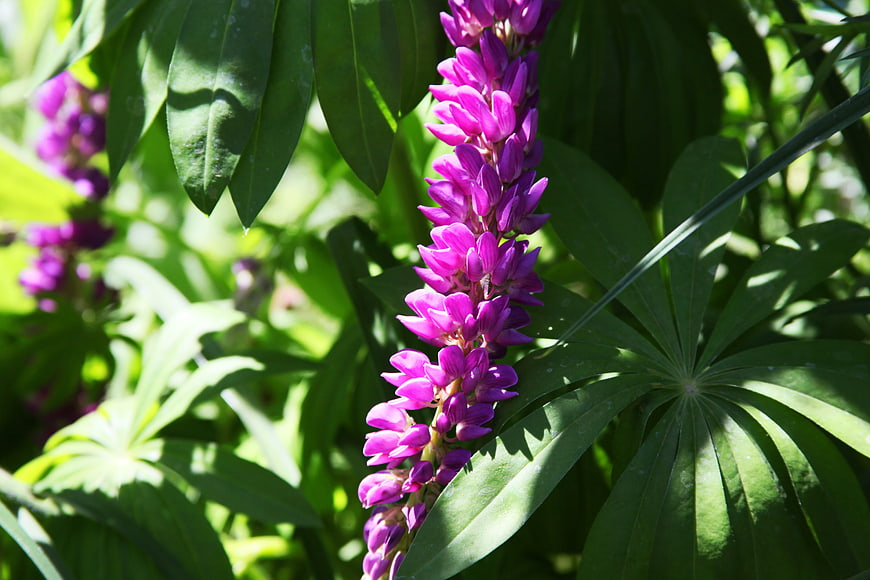 Close-up of vibrant purple lupine flower in summer garden