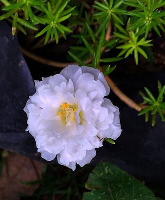 Close-up of white portulaca flower with yellow center