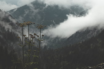 Wildflowers in Foreground with Misty Mountain Landscape