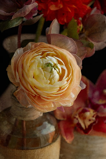 Close-up of Peach Ranunculus Flower in Vintage Vase
