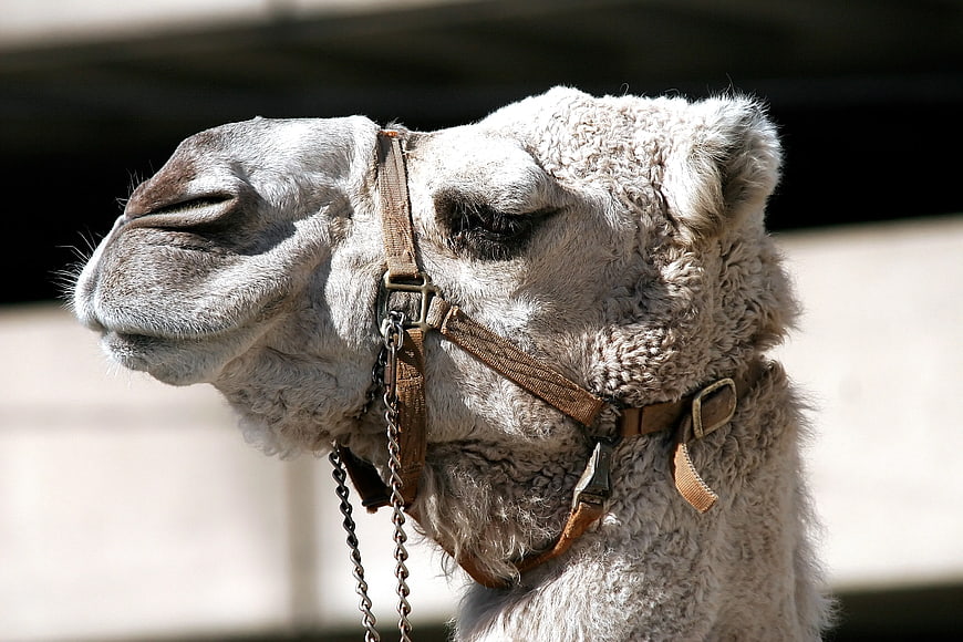 Close-up portrait of a white camel with leather halter