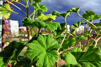 Close-up of green geranium leaves against a city skyline