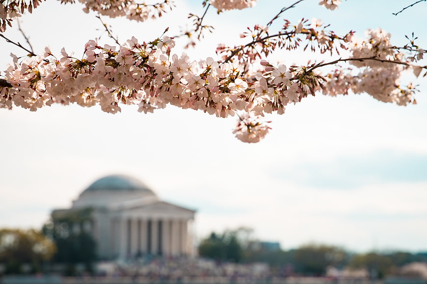Cherry Blossoms in Foreground with Jefferson Memorial Background