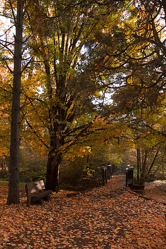 Serene Autumn Forest Path with Wooden Bench