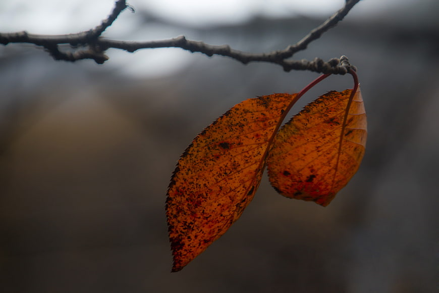 Two orange autumn leaves hanging on a branch