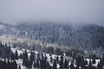 Snowy winter forest landscape with fog and pine trees