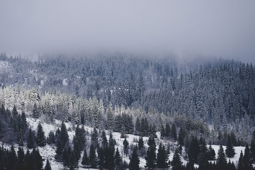 Snowy winter forest landscape with fog and pine trees
