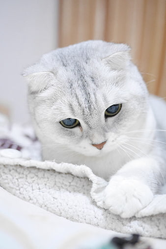 Cute Scottish Fold Cat Lying on Soft Blanket