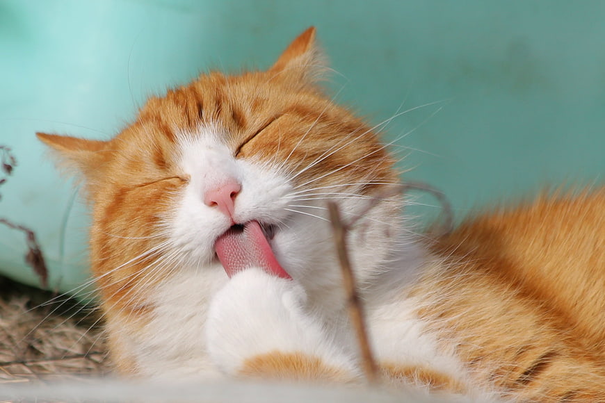 Cute Ginger and White Cat Licking Paw Close Up